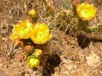 More Prickly Pear Cactus